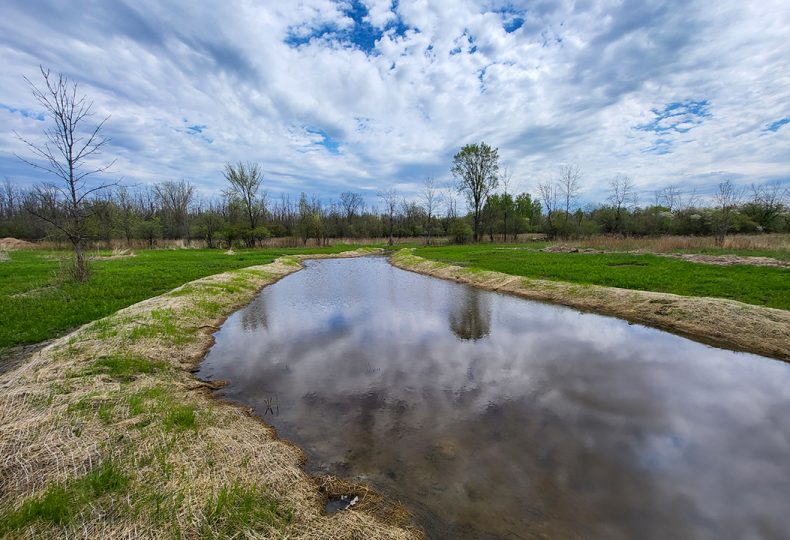 Voir le projet Création d’habitats de reproduction pour la rainette faux-grillon de l’Ouest (Pseudacris triseriata) à Boucherville