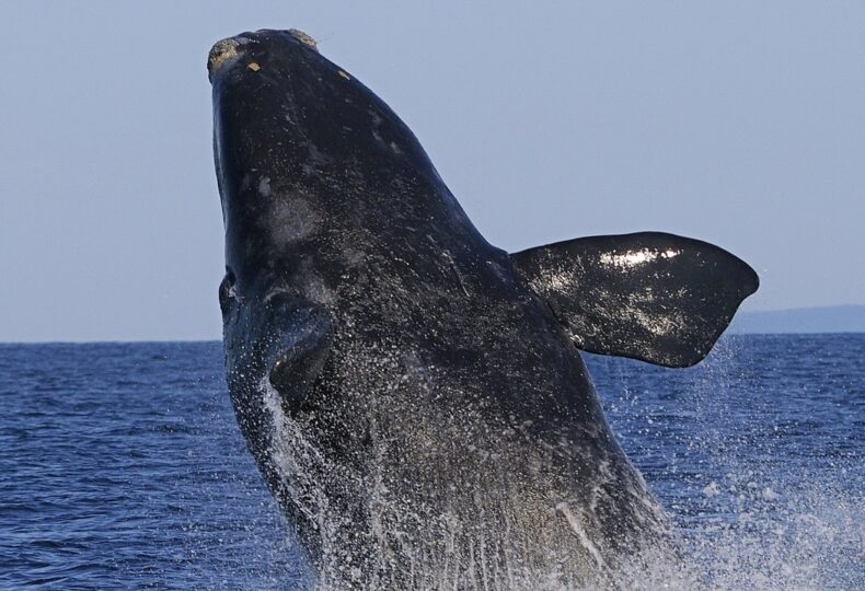 Voir le projet baleinIdées